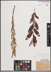 Foto von Salix caprea L. x Salix eleagnos Scop.